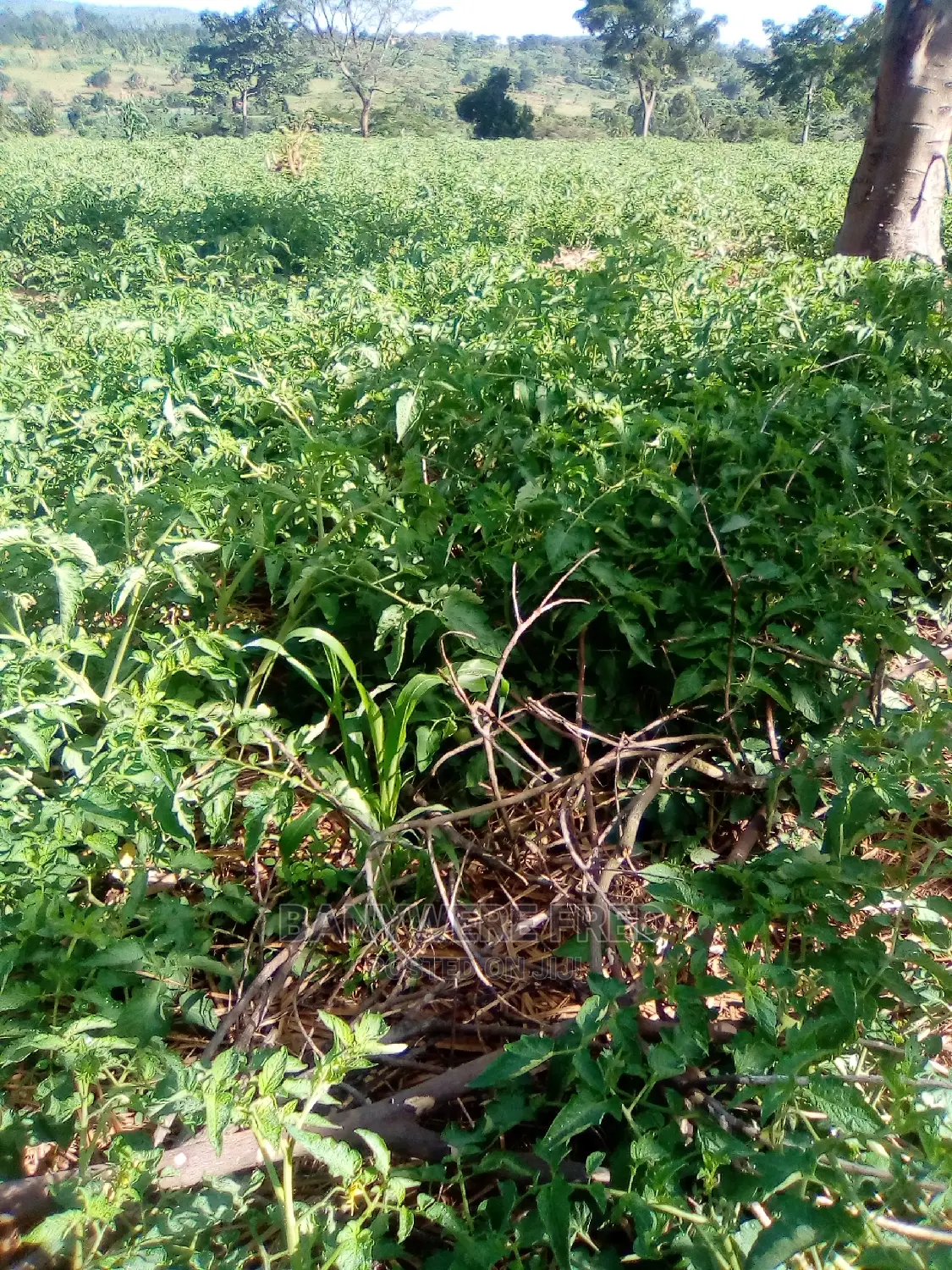90acres of Industrial Land for Sale in Kinoni Masaka in Buwunga