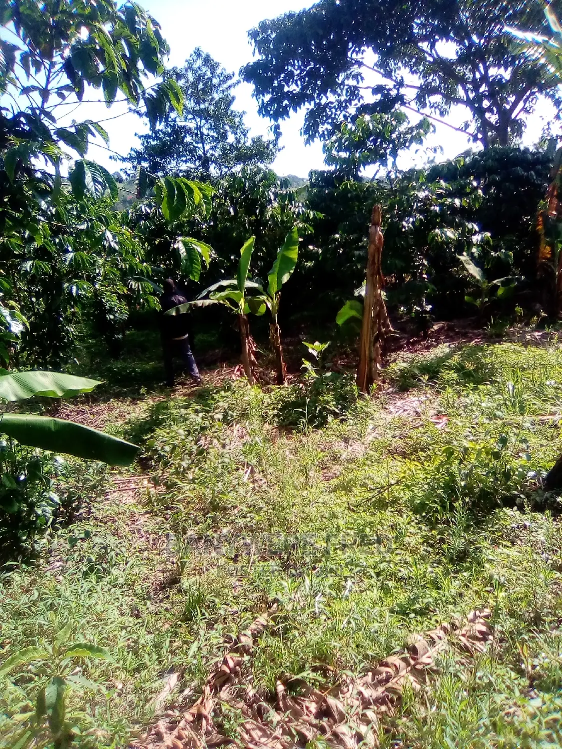 5acres of Farmland for Sale in Kanoni Gomba in Gombe