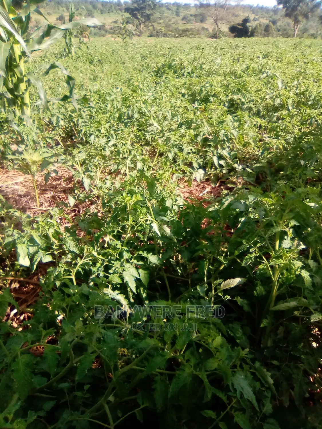 7acres of Farmland for Sale in Kasanje in Kasanje