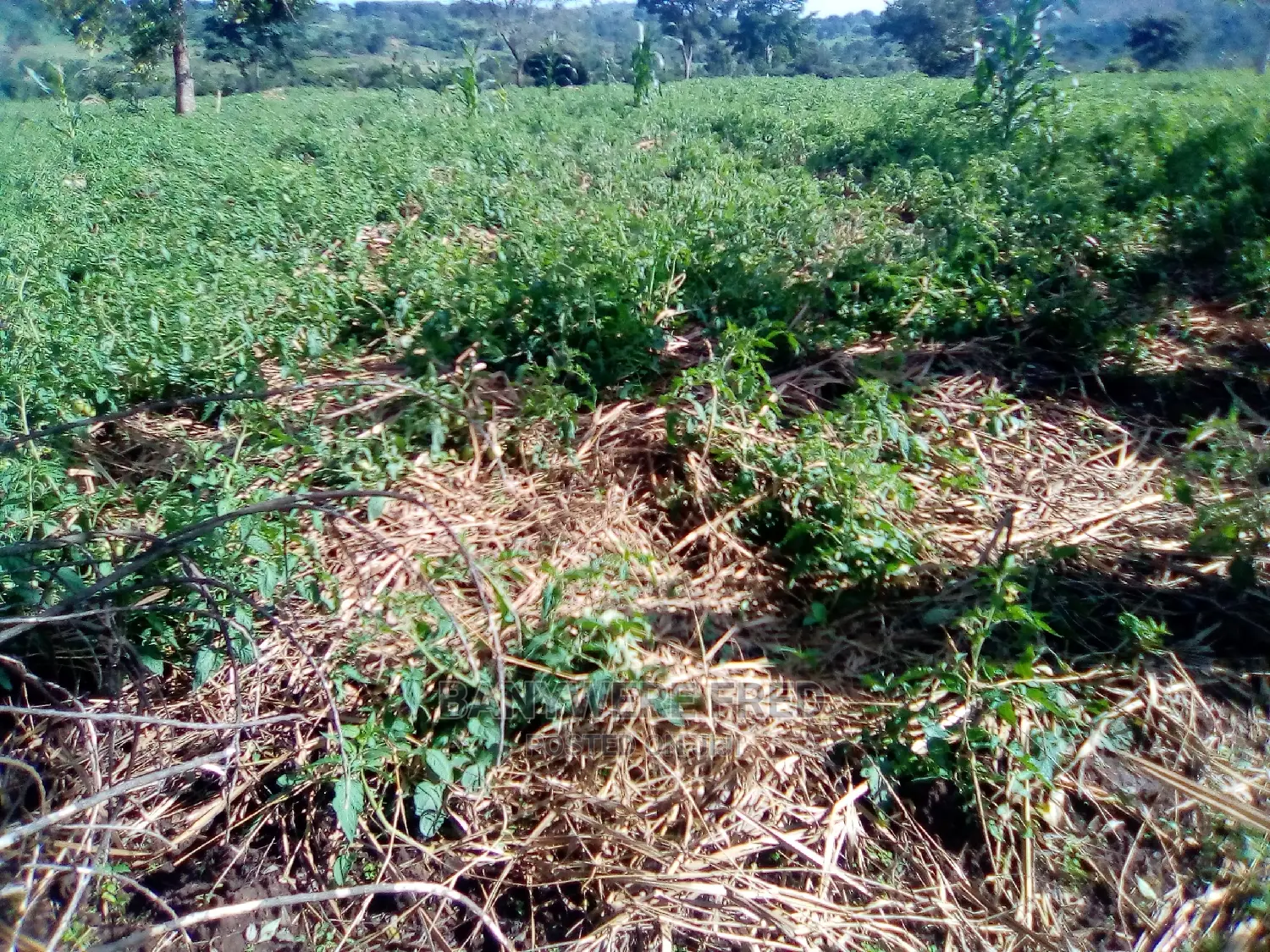 2acres of Land for Sale in Nakaseke in Kalagala