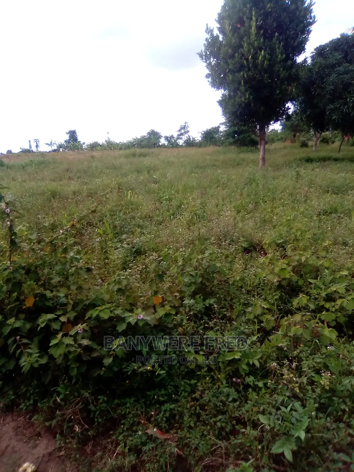 50 Acres of Industrial Farm in Masaka in Buwunga