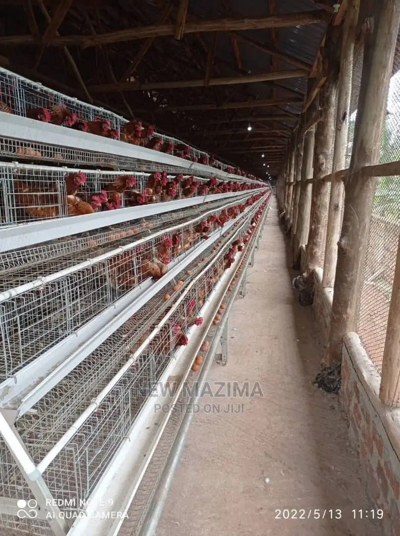 Poultry Farm on Two Acres on Quicksale in Mukono Kayunga in Division A