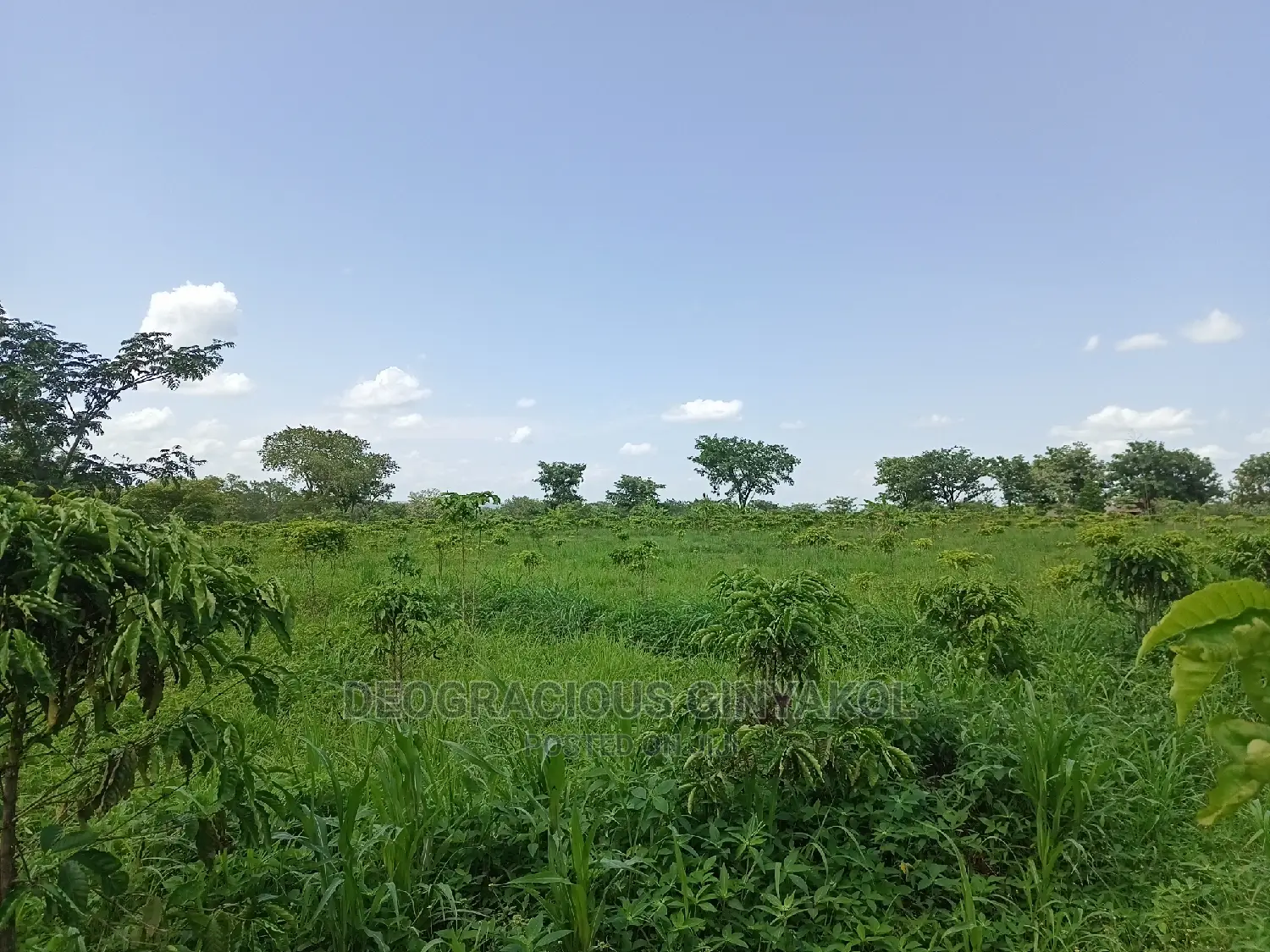 Northern Uganda Virgin Fertile Land Touching Rivernile(Amuru in Gulu