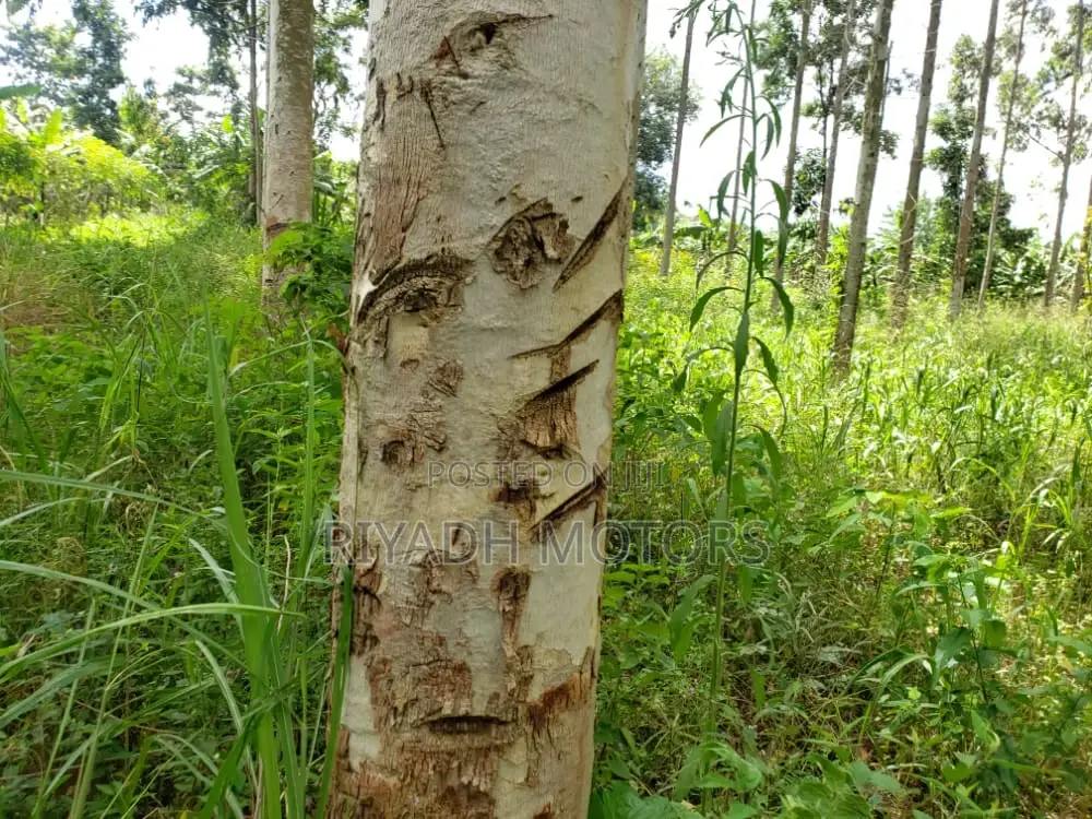 Eucalyptus Trees Sitted on 4acres in Central Division