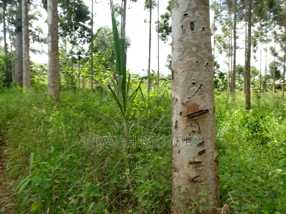 Eucalyptus Trees Sitted on 4acres in Central Division