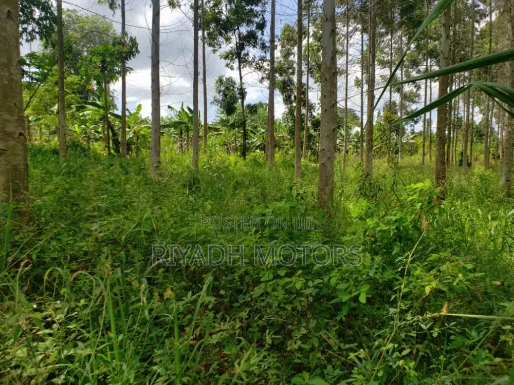 Eucalyptus Trees Sitted on 4acres in Central Division