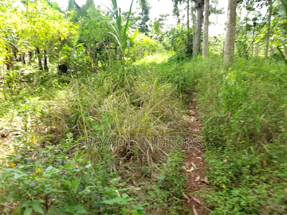 Eucalyptus Trees Sitted on 4acres in Central Division