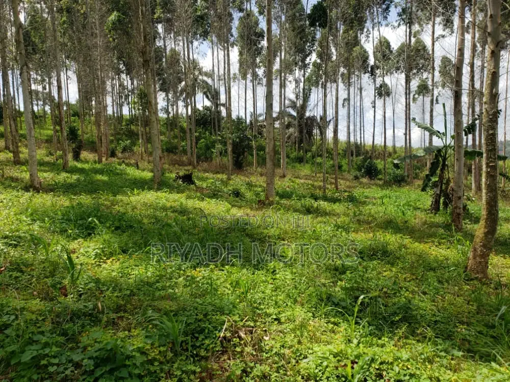Eucalyptus Trees Sitted on 4acres in Central Division