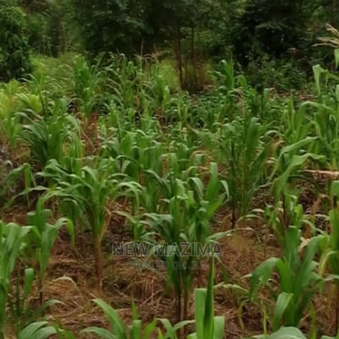 Muduma Along Mityaana Rd in Division B