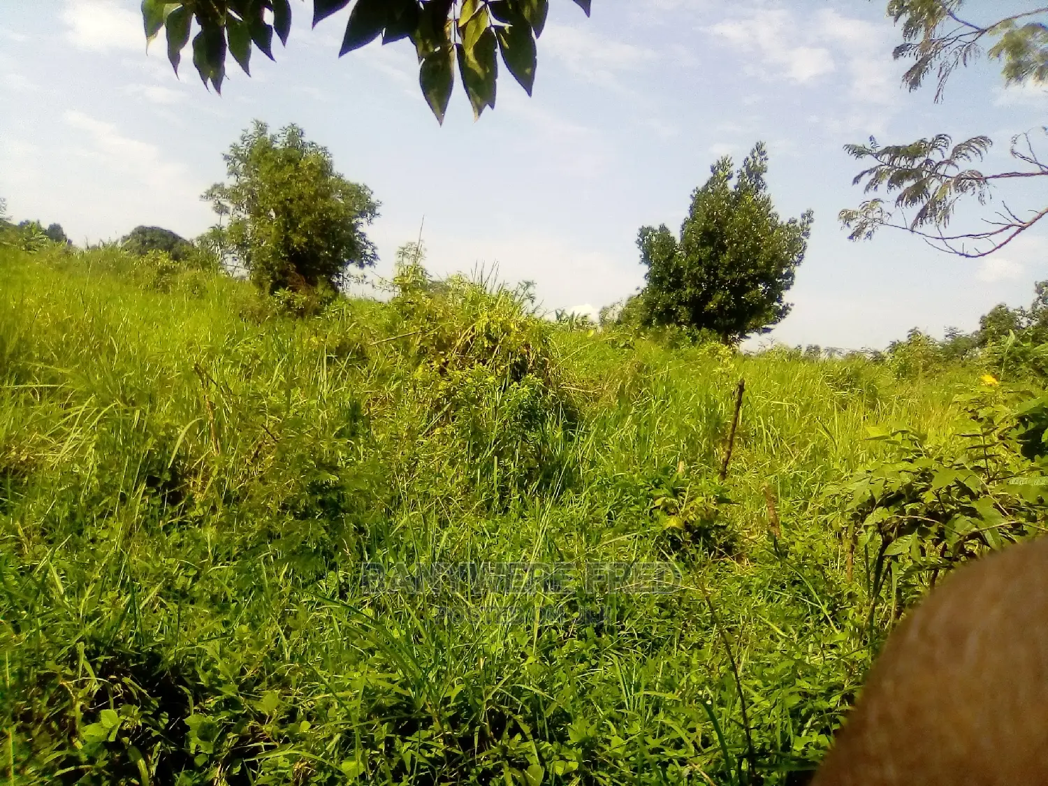6acres of Farmland for Sale in Kamuli District in Jinja
