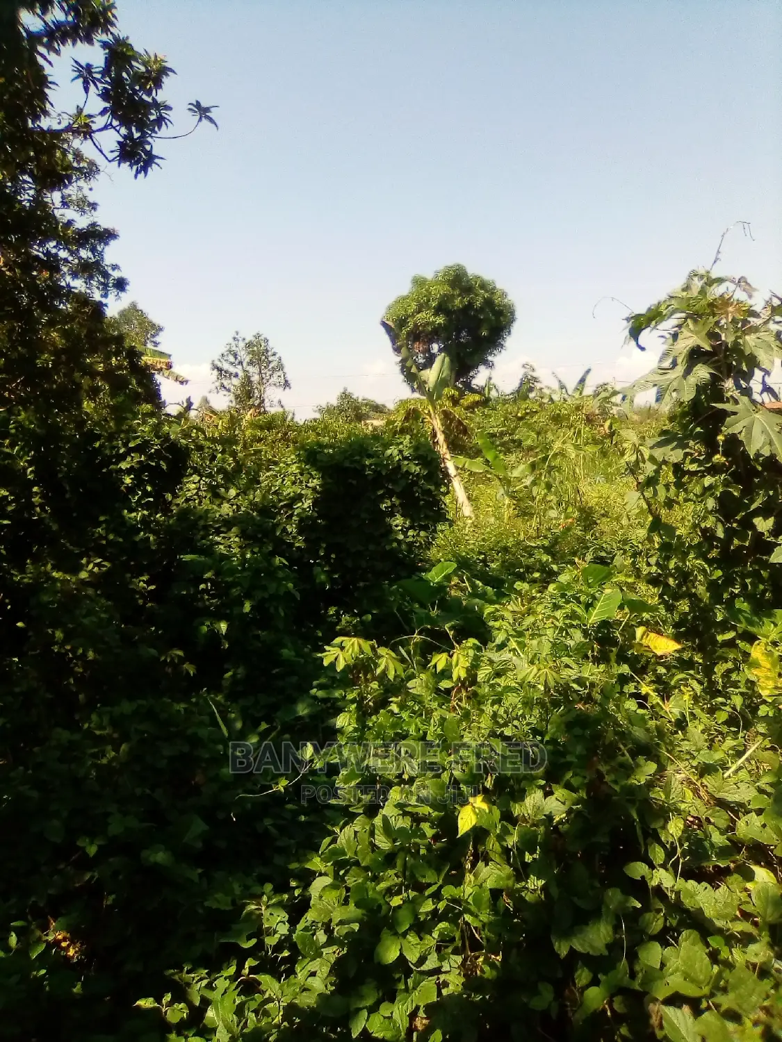 8acres of Farmland for Sale in Kyapisi in Kyampisi