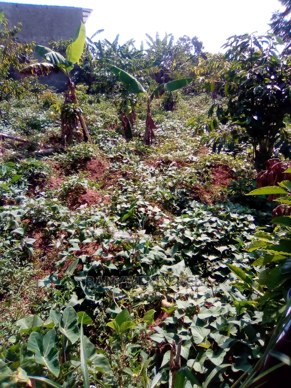 70/80 Plot for Sale in Kyampisi in Kyampisi