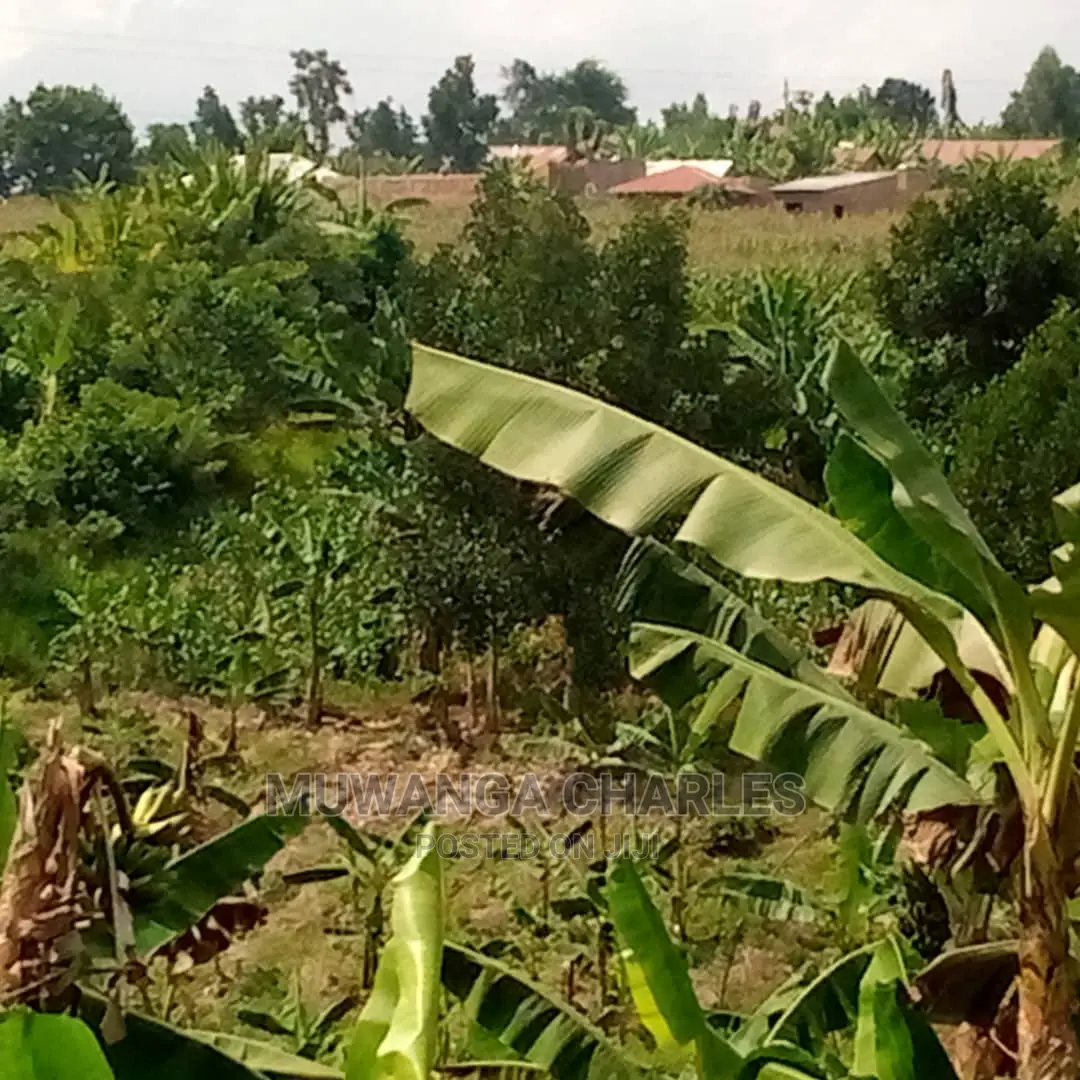 Plot of Land for Sale at Namulonge in Central Division