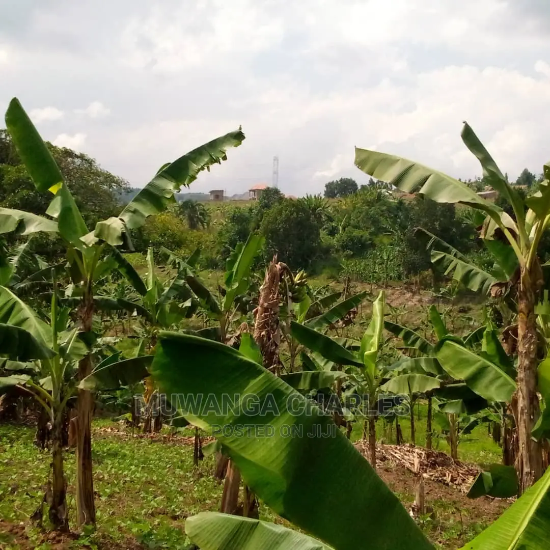 Plot of Land for Sale at Namulonge in Central Division