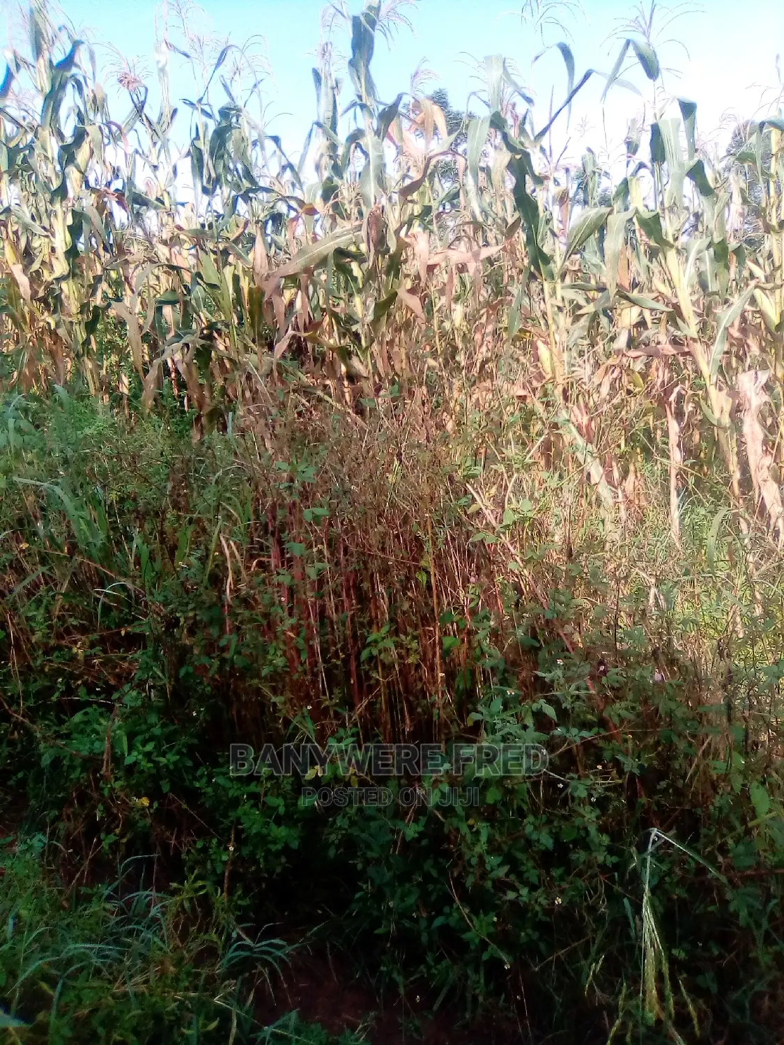 8 Acres of Farmland for Sale in Kyampisi in Kyampisi