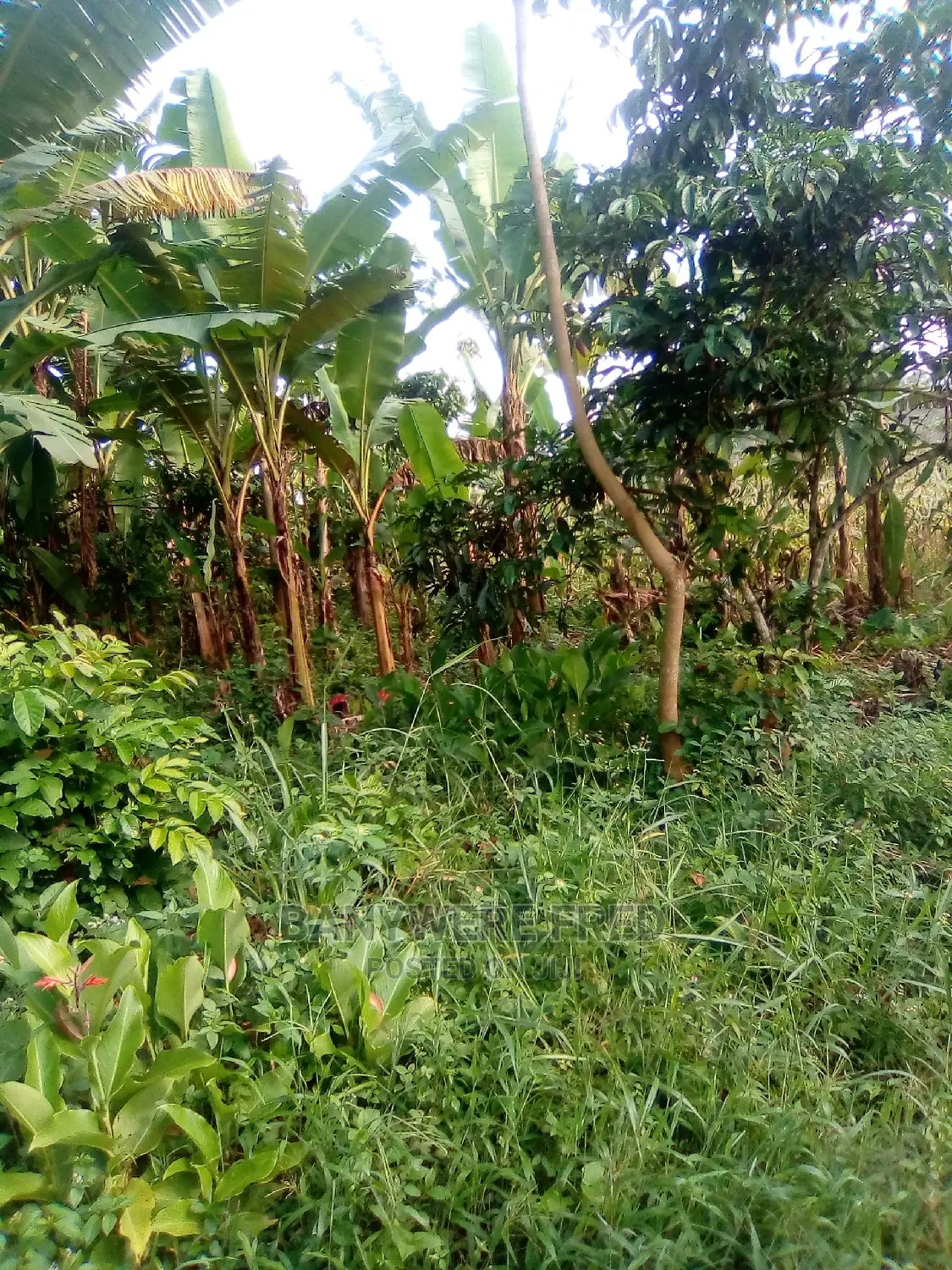 100/100 Plot for Sale in Mulawa Kira in Kira