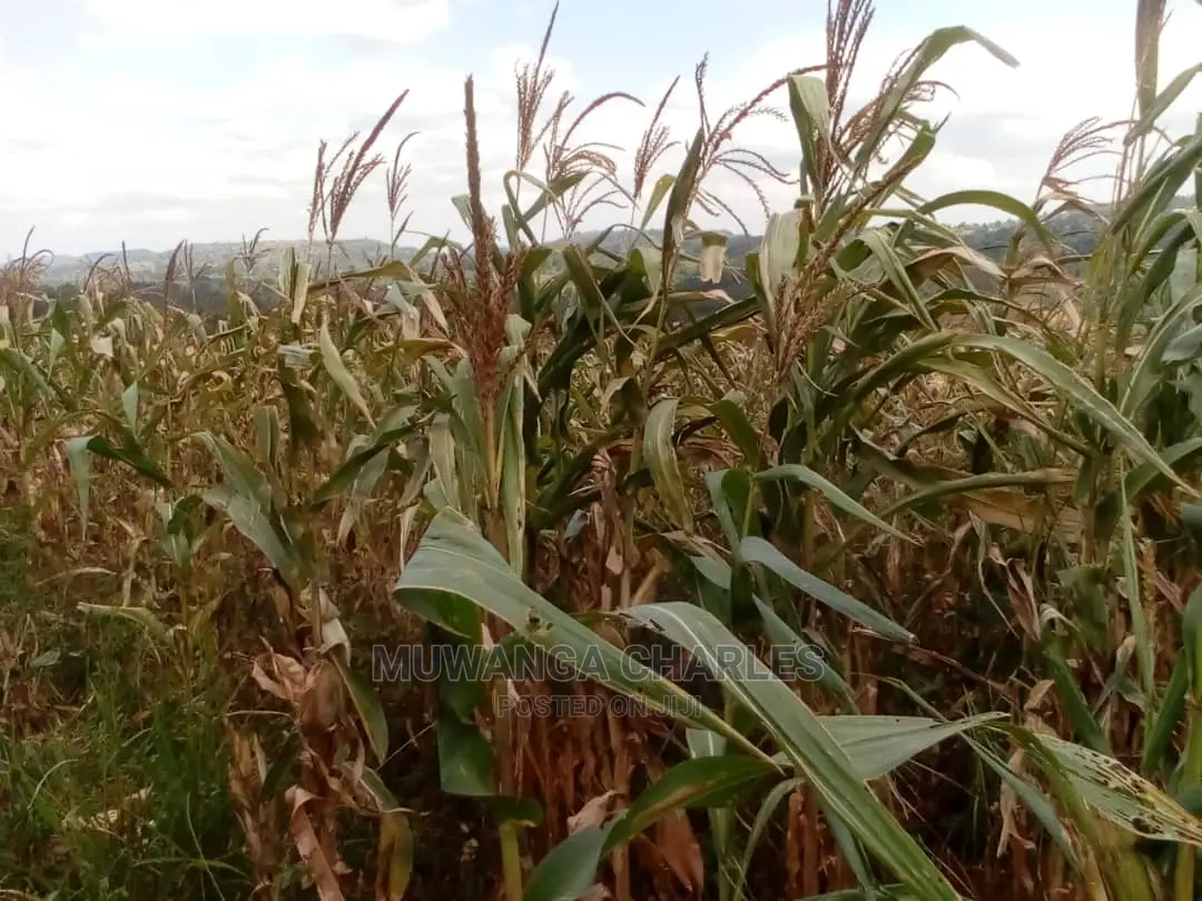 30acres of Land for Sale at Zirobwe Kikyusa in Central Division