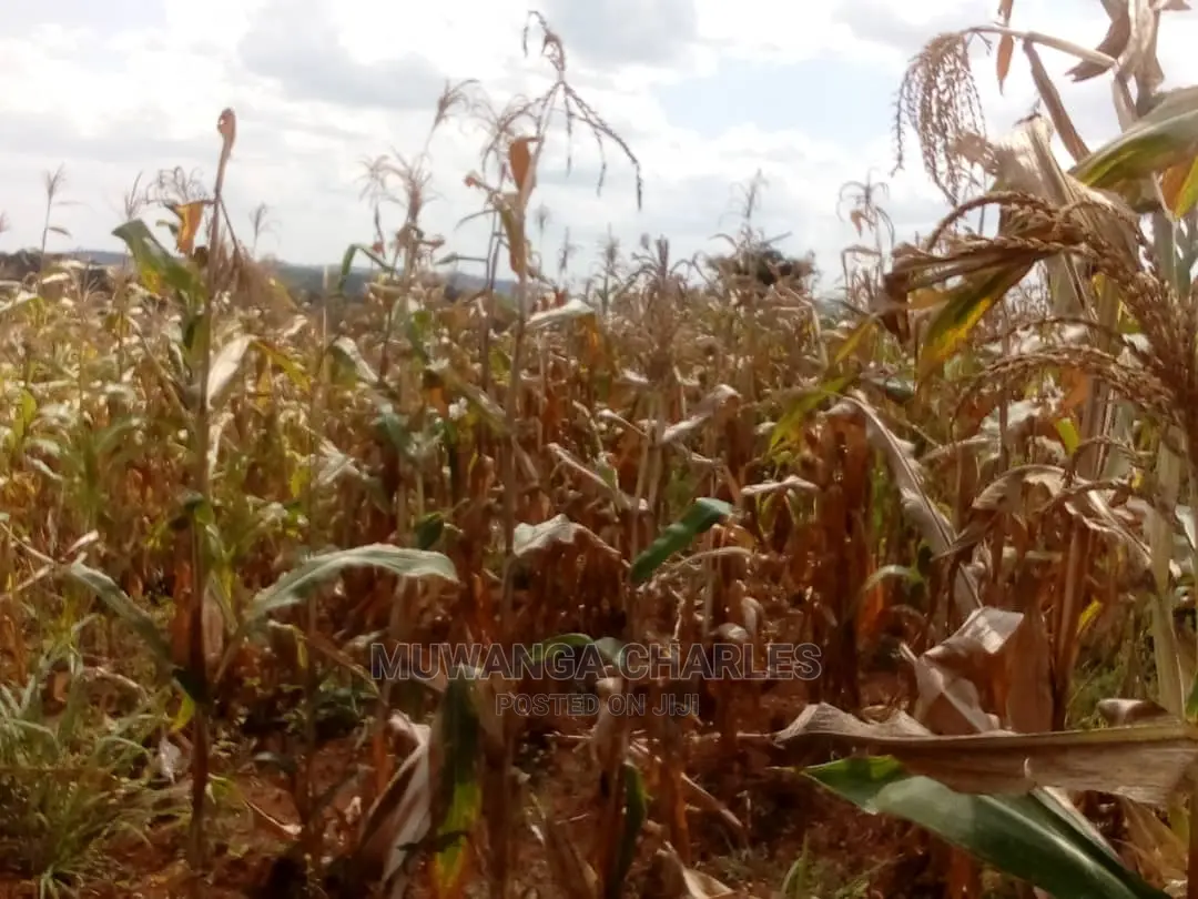 30acres of Land for Sale at Zirobwe Kikyusa in Central Division