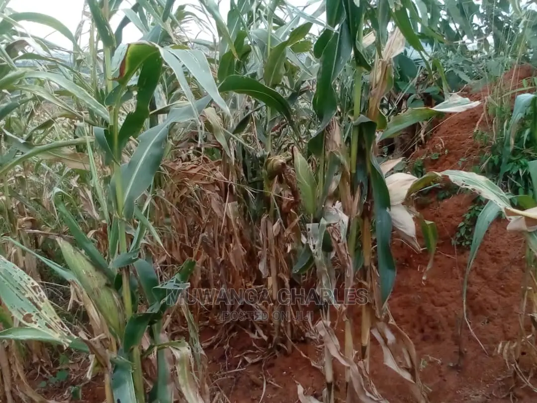 30acres of Land for Sale at Zirobwe Kikyusa in Central Division