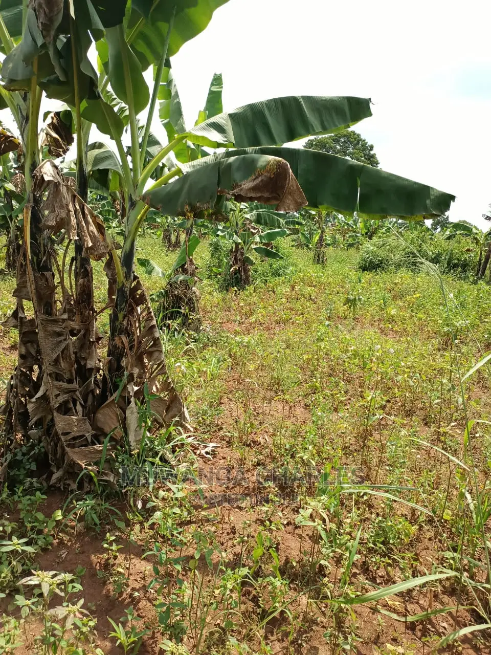 2acres for Sale at Busika in Central Division