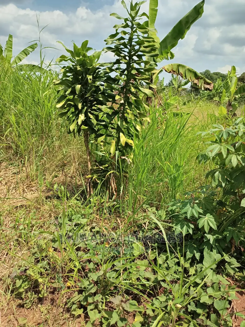 4acres of Land for Sale at Busika in Central Division