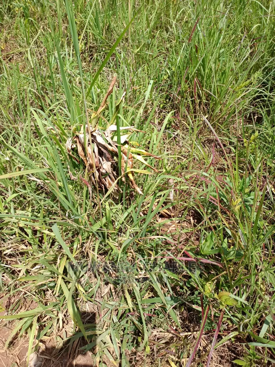 4acres of Land for Sale at Busika in Central Division