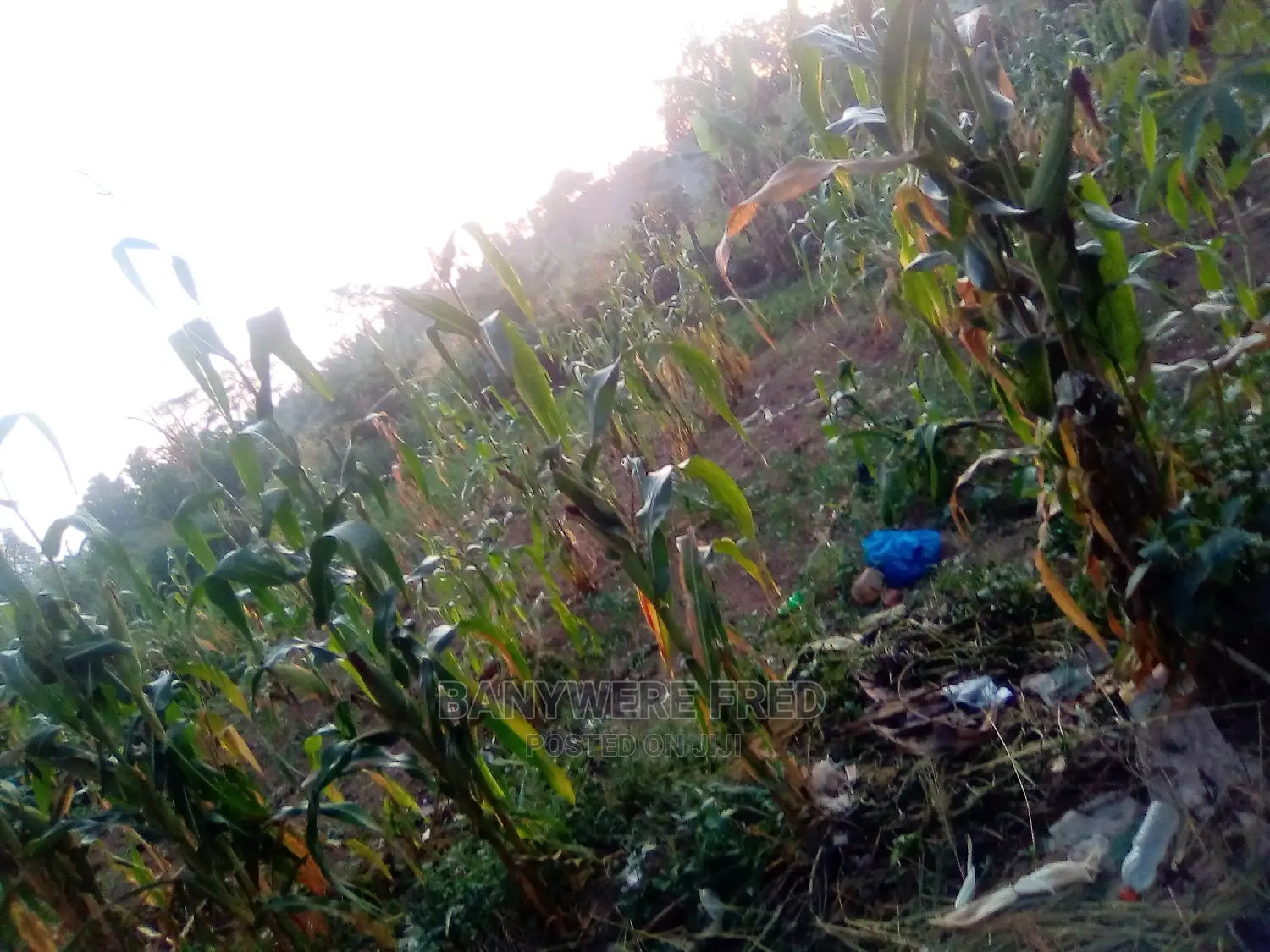 4 Acres of Land for Sale in Nkokonjeru in Ntunda