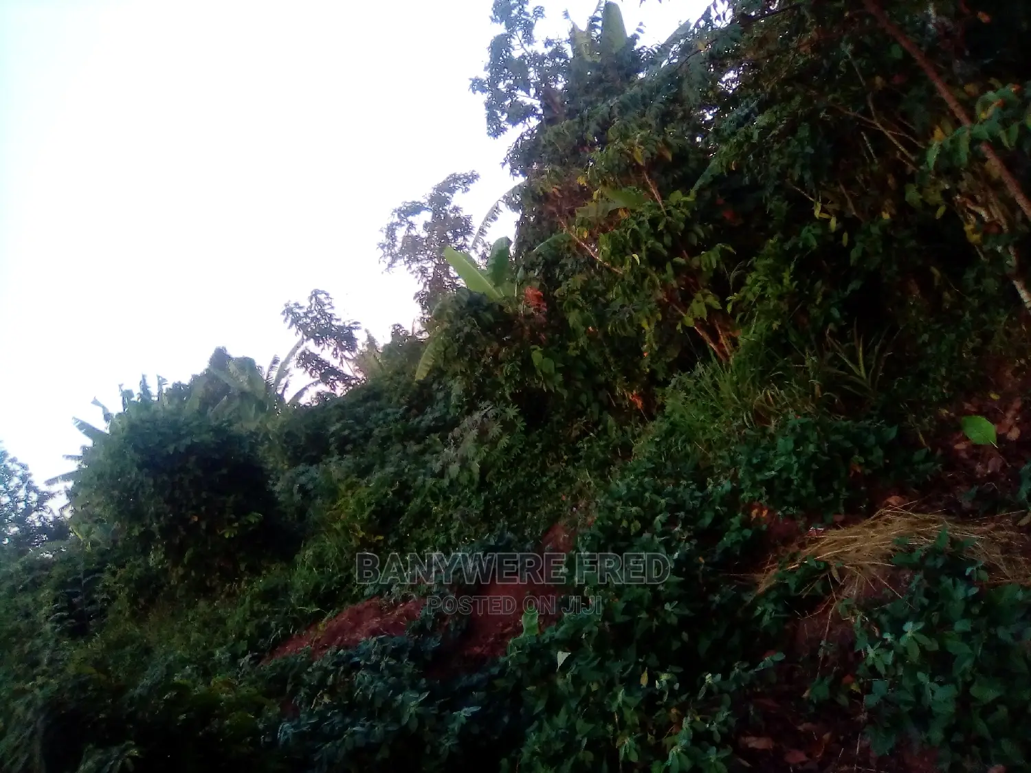 7acres of Farmland for Sale in Nkokonjeru Masaba in Ntunda