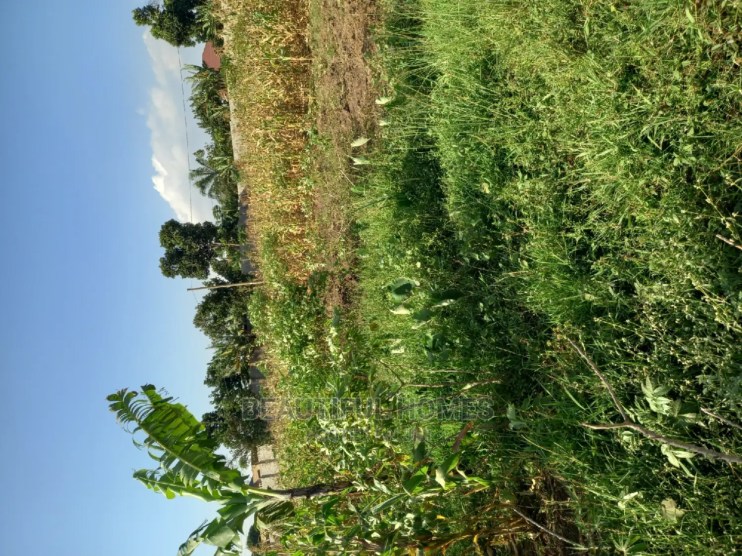 Kira Spectacular Plot for Sell in Kira