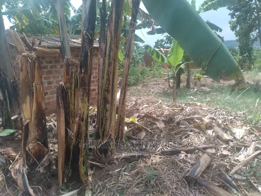 100by50ft of Land for Sale at Kira in Central Division
