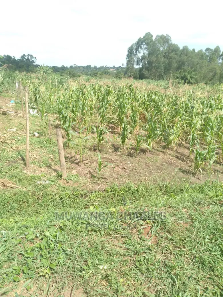 100by50ft Plot of Land for Sale at Gayaza Namulonge in Central Division
