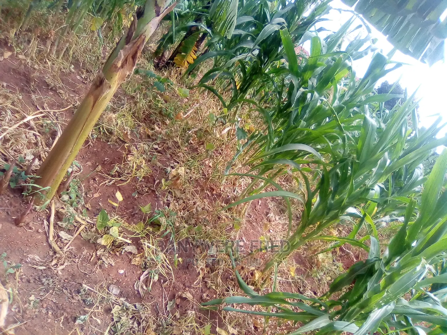 3acres of Farmland for Sale in Busunju in Wakiso / Wakiso