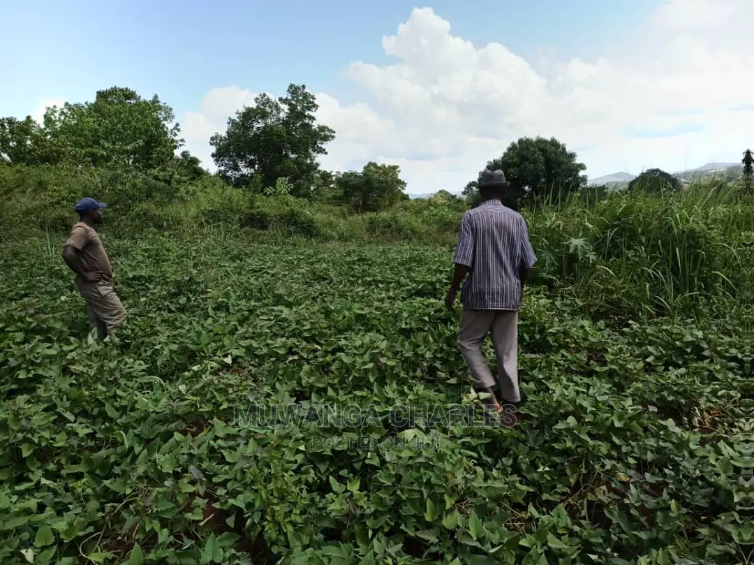 20acres for Sale at Luwero in Central Division
