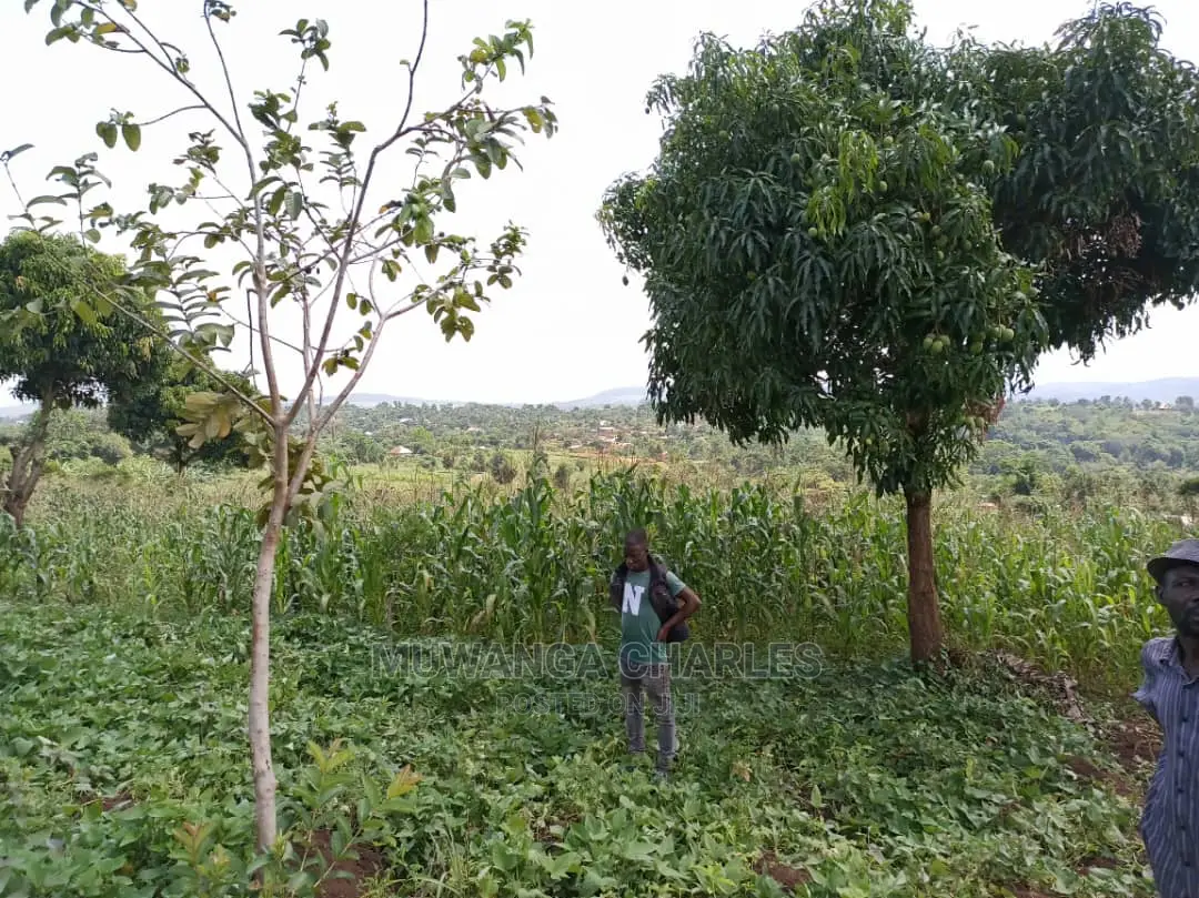 20acres for Sale at Luwero in Central Division