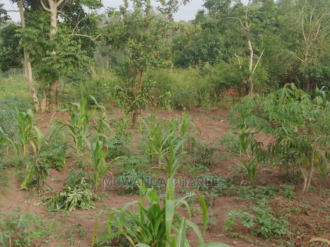 12decimals Plot of Land for Sale at Busukuma in Central Division