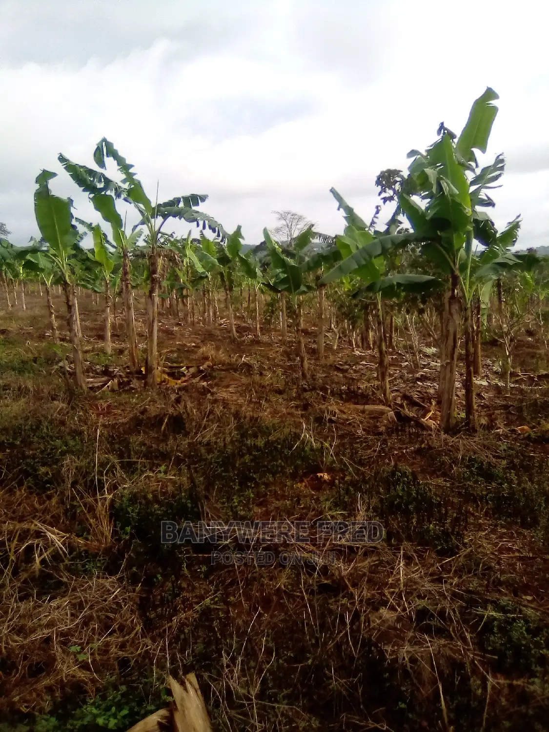 4.5acres of Farmland for Sale in Nagojje Nkokojeru in Nagojje
