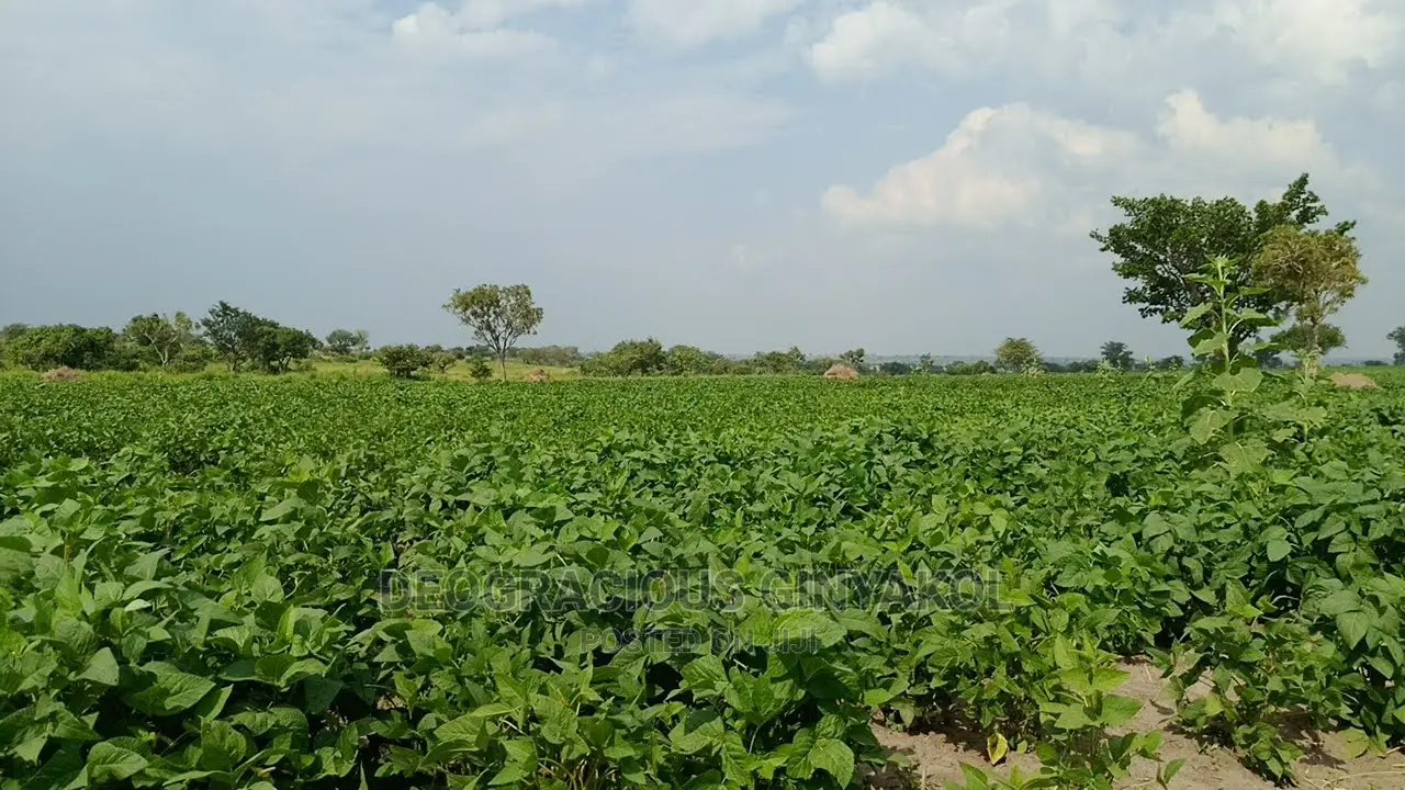 Fertile Farmland for Sale in Northern Uganda in Gulu