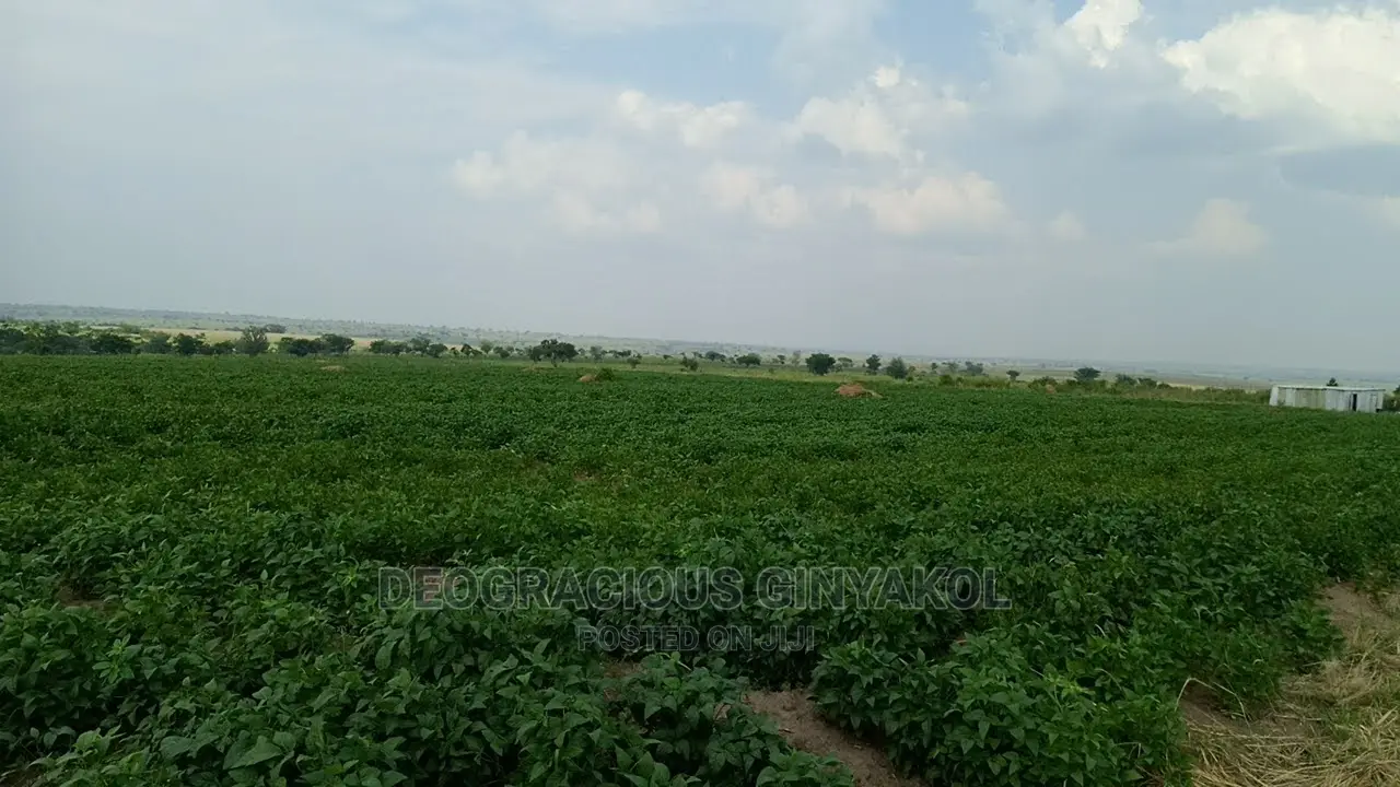 Fertile Farmland for Sale in Northern Uganda in Gulu