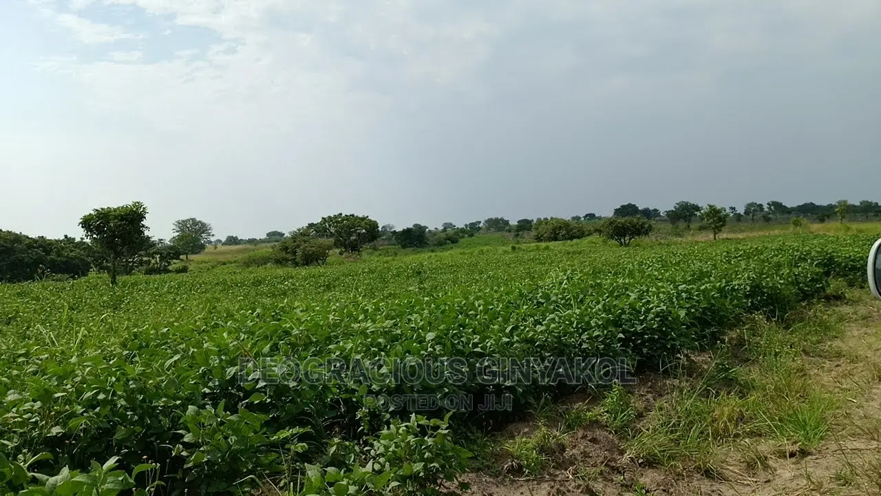 Fertile Farmland for Sale in Northern Uganda in Gulu