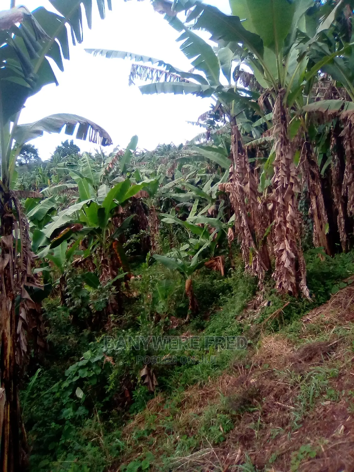10 Acres Of Farmland For Sale In Nkokojeru in Nagojje