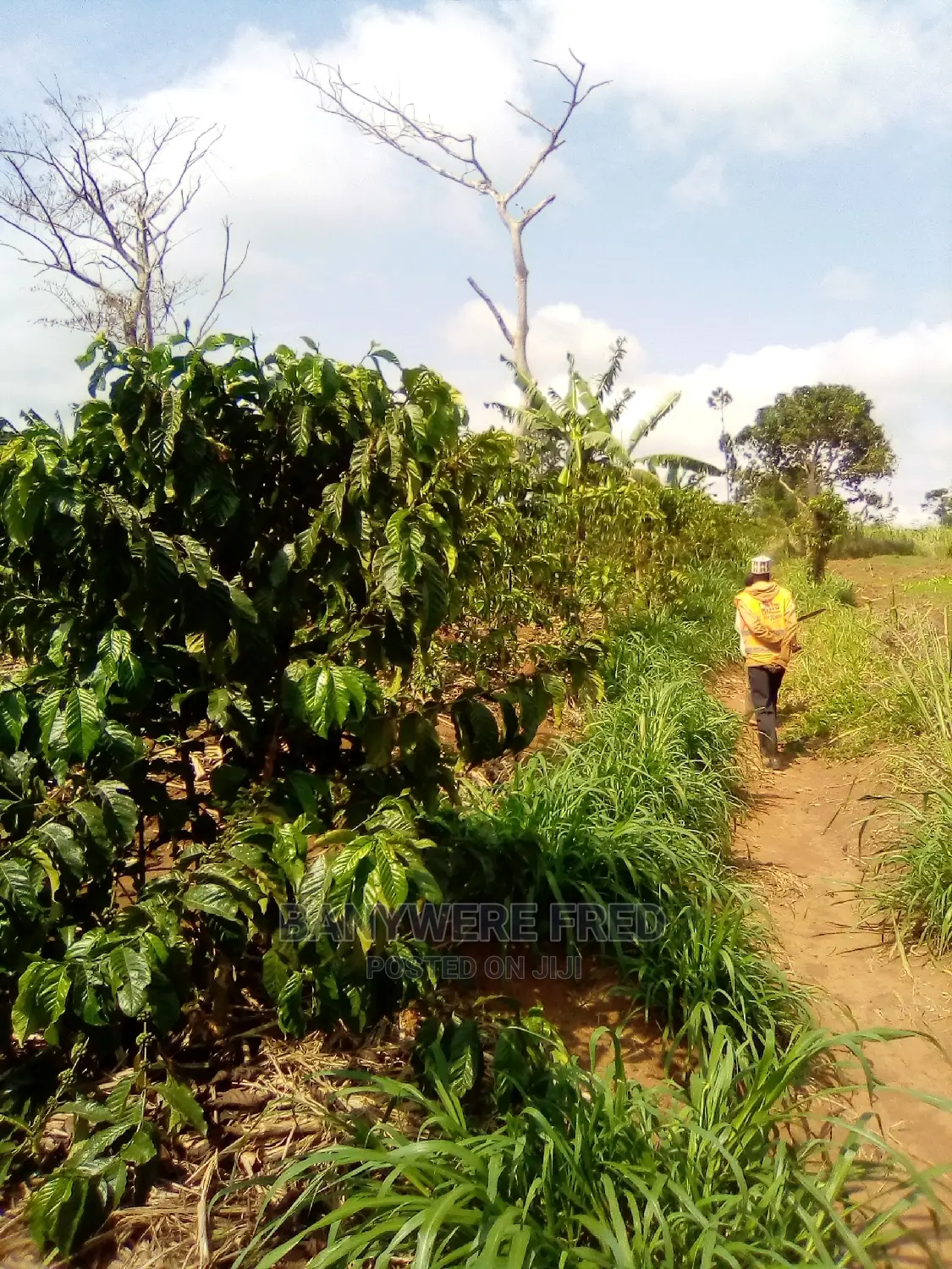 100 Acres in Nkokojeru Mukono in Nagojje
