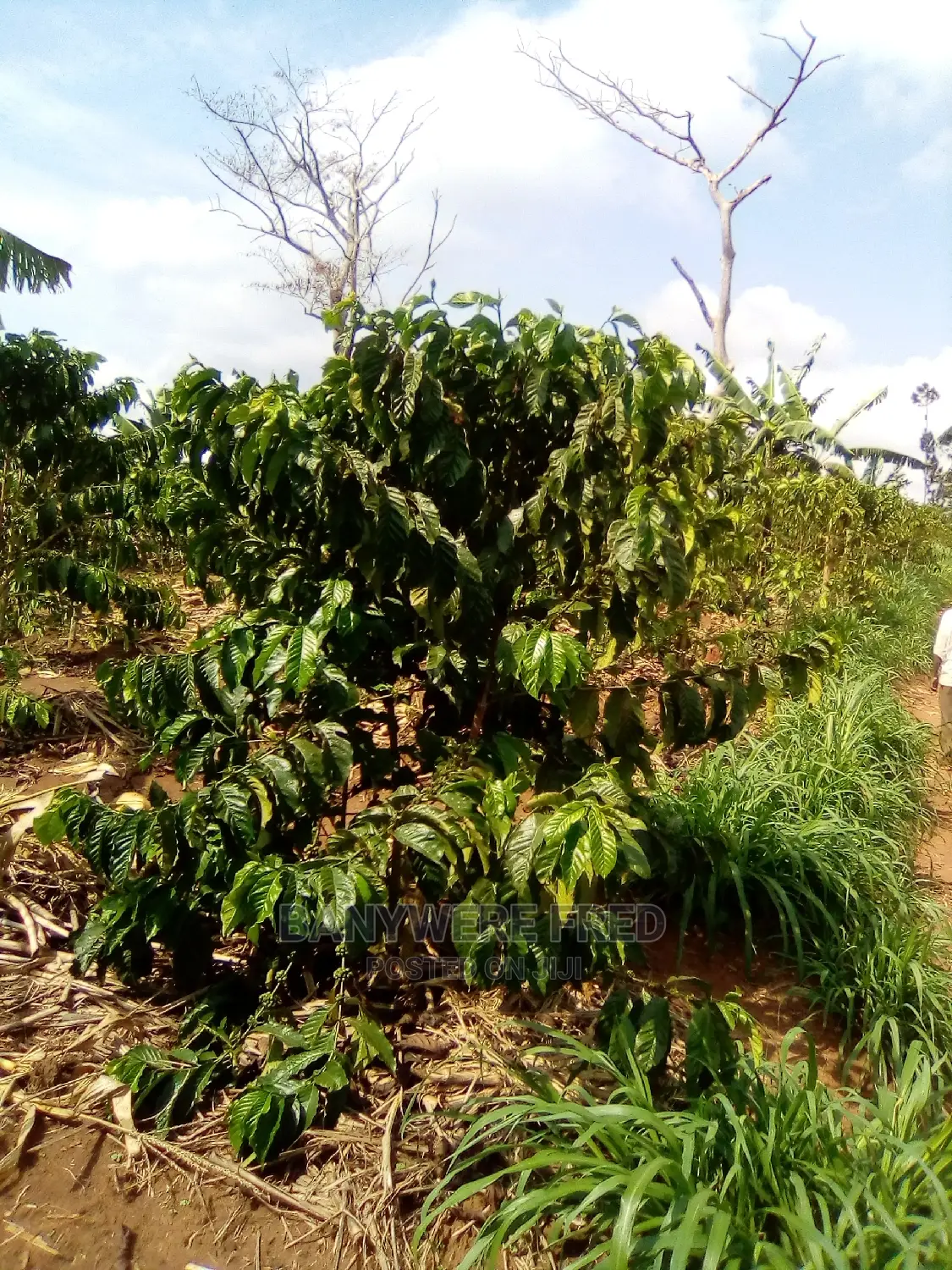 10acres of Farmland for Sale in Katonsi in Ntenjeru / Mukono
