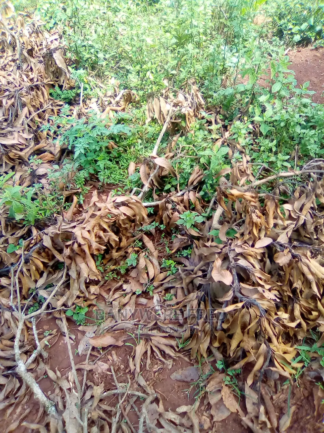 100/100 Plot for Sale in Kisoga Town in Ntenjeru / Mukono