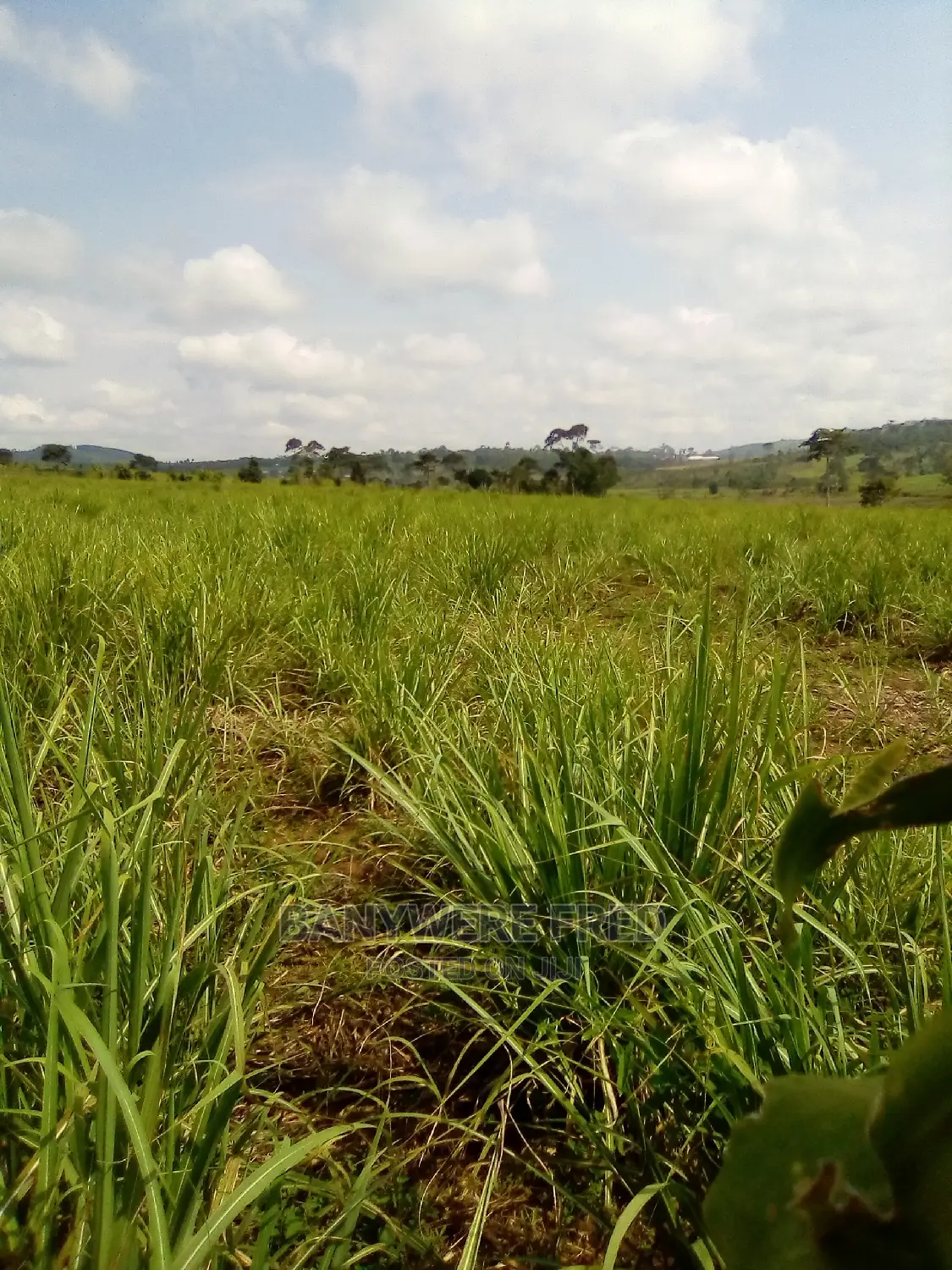 7acres of Farmland for Sale in Lutete in Nagojje
