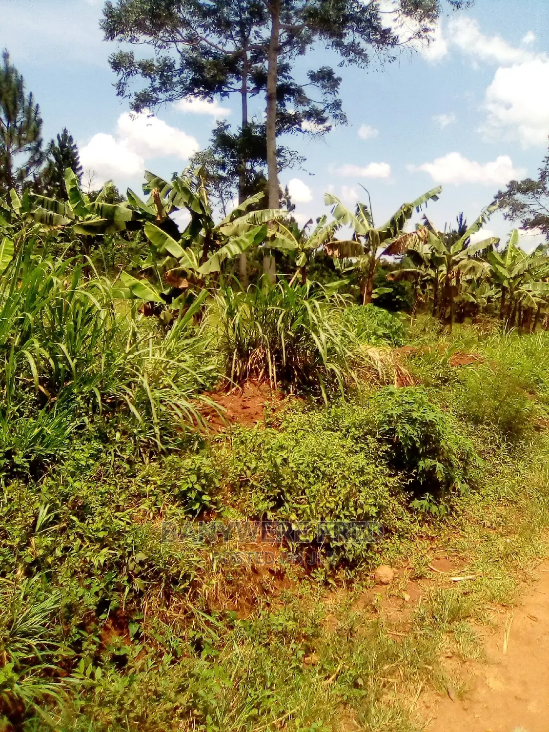 12 Acree of Farmland in Nkokonjeru in Nagojje
