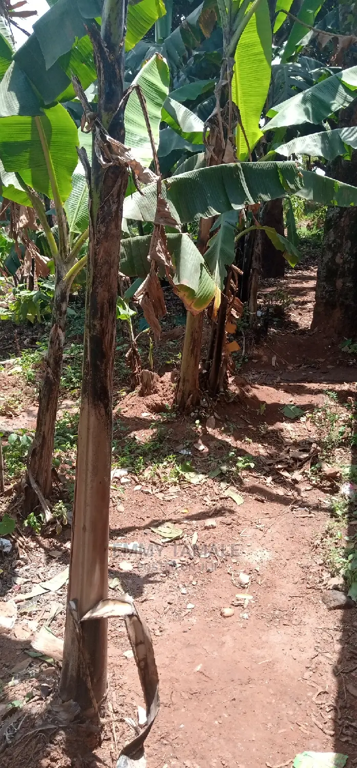 Land and Plots for Sale in Rubaga