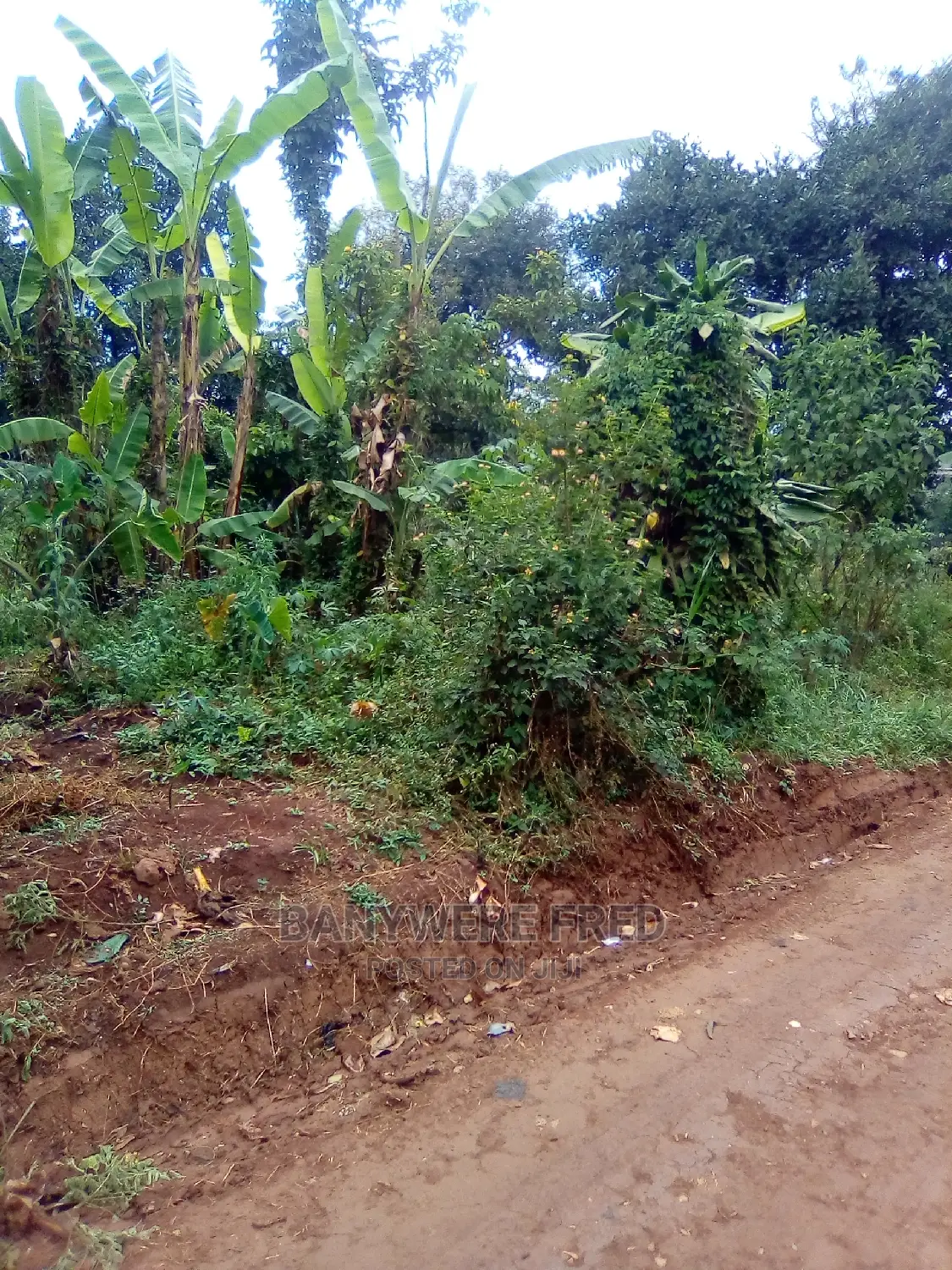 10 Acres of Land for Sale at 30m Per Acre in Nkokonjeru in Ntenjeru / Mukono