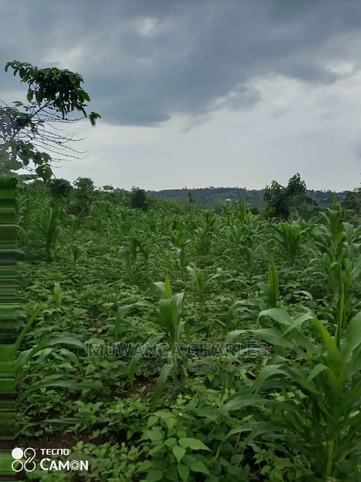 3acres of Land for Sale at Zirobwe Tongo in Central Division