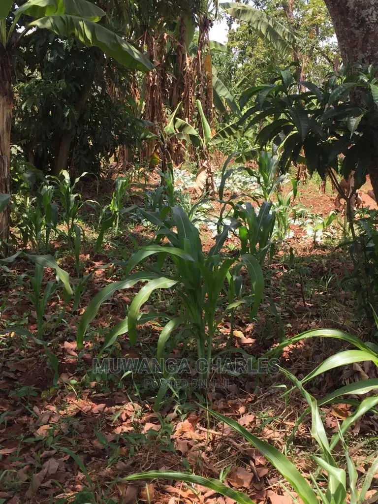 4acres of Land for Sale at Zirobwe Wabutungulu in Central Division