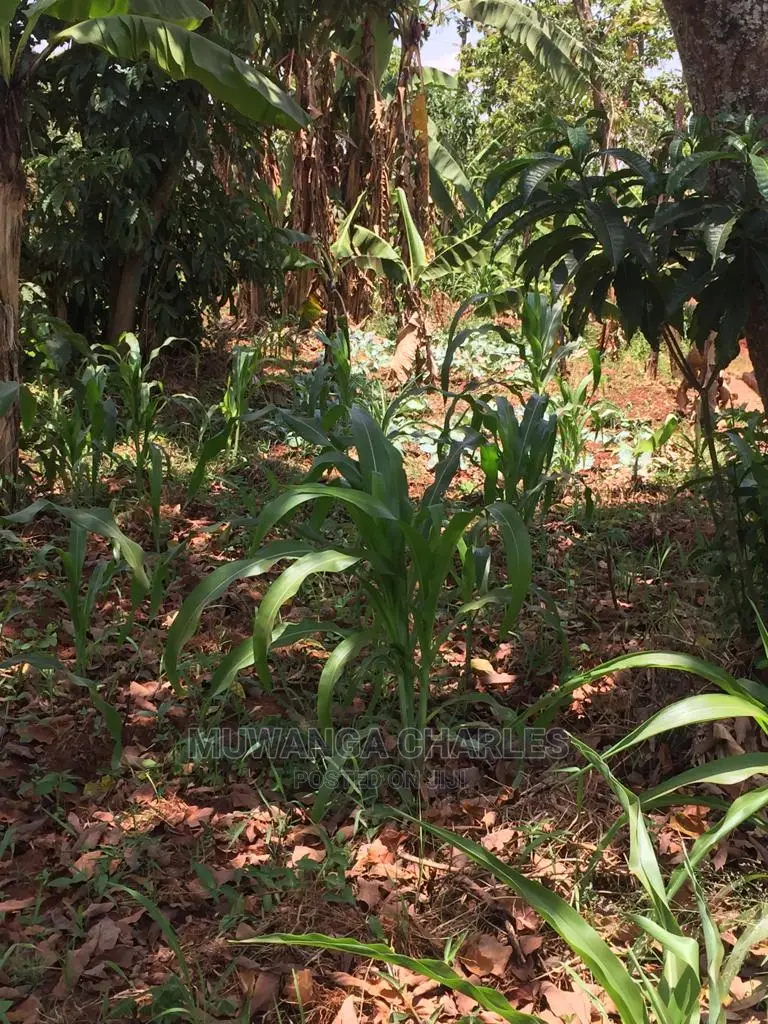 4acres of Land for Sale at Zirobwe Wabutungulu in Central Division